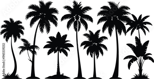 Silhouettes of palm trees standing in a natural arrangement