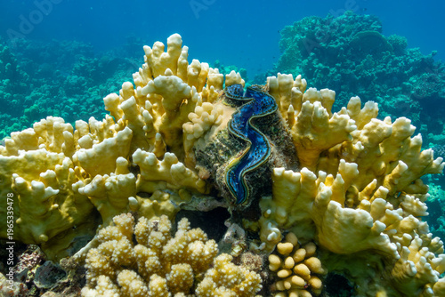 Fotografie Giant clam (Tridacna gigas) between corals in  red sea