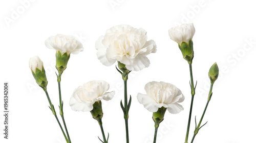 Quadro su tela Fresh white carnation flowers with lush green stems and closed buds, gracefully isolated on a transparent background