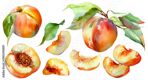 Fresh watercolor peaches and nectarines illustration, juicy whole fruits, halves, and slices with green leaves, representing summer harvest and healthy dessert food