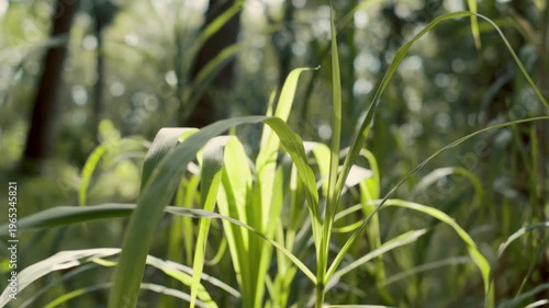 Detailed shot of tall wild grass leaves catching bright sunlight against a soft bokeh background of forest trees. Captures a calm, natural moment.