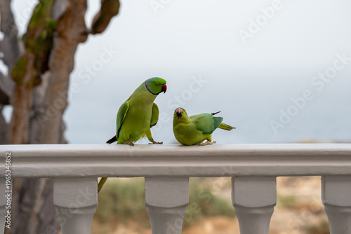 Fotografie The conquest and love life of a pair of ring-necked parakeets