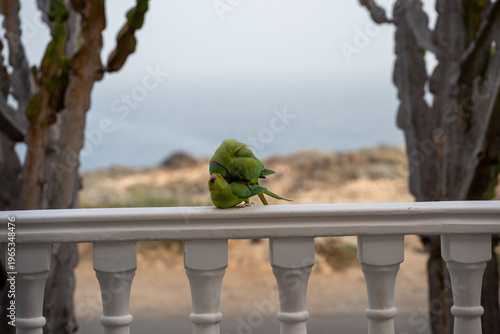 Fotografie The conquest and love life of a pair of ring-necked parakeets