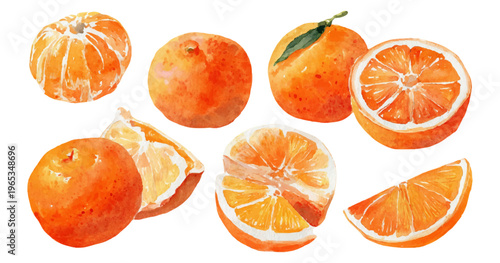 Hand painted watercolor collection of fresh juicy citrus tangerines and oranges, whole, peeled, and sliced, bringing natural organic freshness to food and healthy eating concepts