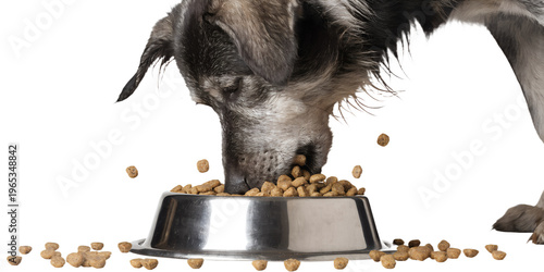 dog eating from stainless steel pet food bowl, dry kibble visible, realistic pet feeding scene, isolated on transparent background, png