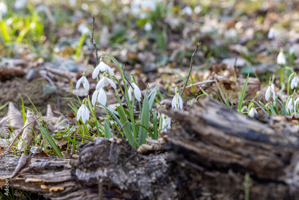 Fototapeta premium White snowdrops in the spring forest