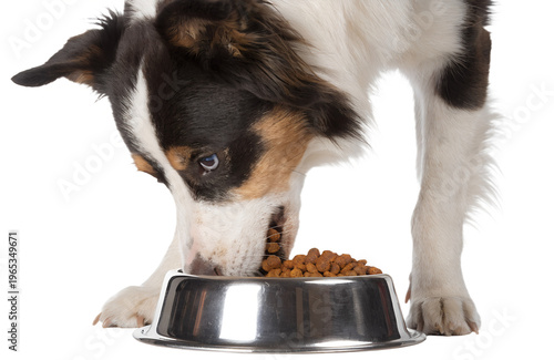 dog eating from stainless steel pet food bowl, dry kibble visible, realistic pet feeding scene, isolated on transparent background, png