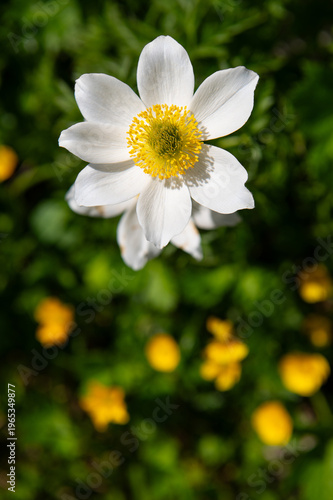 White anemone flower macro with yellow center and soft green background in natural light