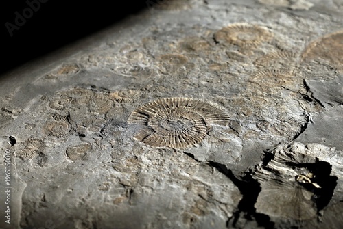 Several ammonite prehistoric fossils on a gray slab stone.