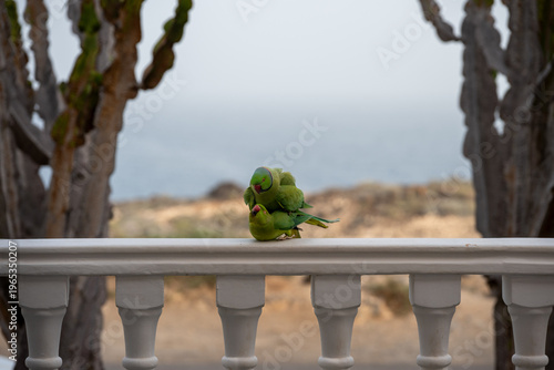 Fotografie The conquest and love life of a pair of ring-necked parakeets