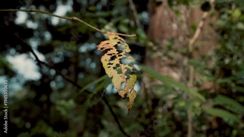 Detailed view of natural insect damage on two wet green leaves after rainfall. High-quality foliage footage with an organic and fresh forest feel.