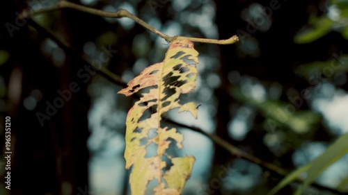 Close-up of a vibrant young plant sapling growing on the forest floor, featuring distinct insect holes and marks on its leaves. Represents growth and biodiversity.