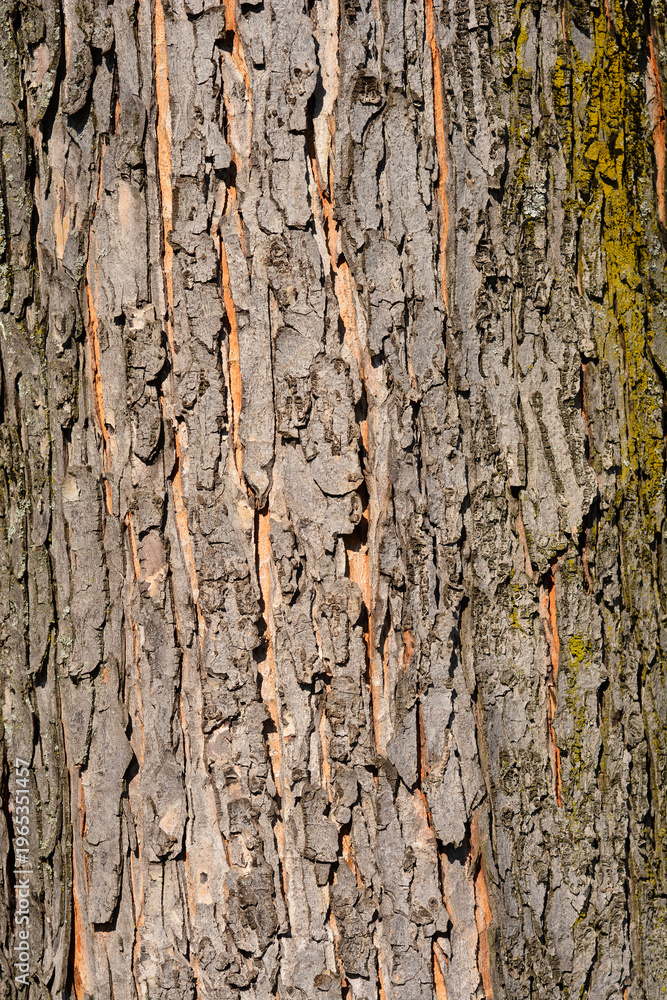Fototapeta premium Silver maple bark detail - Latin name - Acer saccharinum