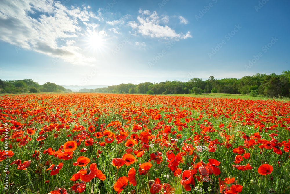 Obraz premium Vibrant Red Poppy Field Landscape with Bright Sunshine Under Blue Sky and Soft White Clouds in Summer. Environmental, floral background, and summer travel scene.