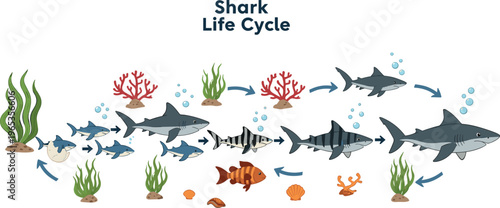 Shark life cycle diagram with stages from egg to adult including marine plants fish and ocean ecosystem vector illustration