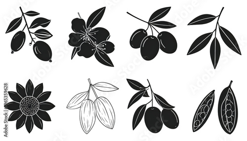 Black grapes and leaves in various stages of growth and ripeness