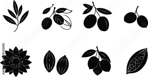 Black and white illustration of various types of leaves and berry clusters