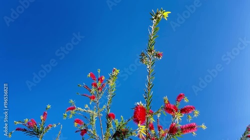 Red Bottlebrush Flowers on Tree Against Clear Blue Sky – Vibrant Nature Scene
