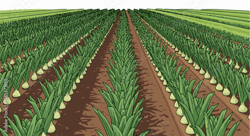 Vast rows of green onions grow in straight lines across a field