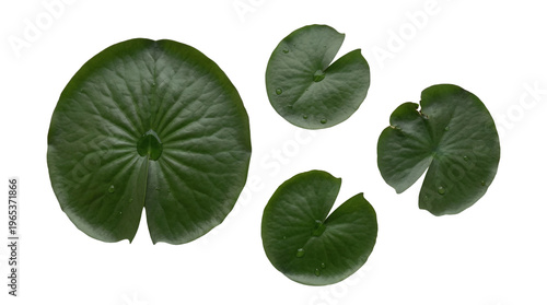 Foto High-quality photograph of four vibrant green water lily leaves, featuring clear water droplets