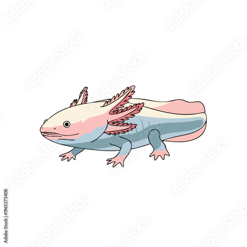 Cute axolotl vector illustration featuring pink and blue salamander with frilly gills and friendly smile on white background