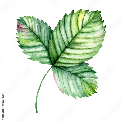 Billede på lærred Watercolor strawberry leaves branch, hand painted green botanical foliage isolat