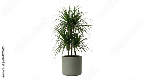 Obraz na płótnie Tall dracaena marginata plant in grey ceramic pot