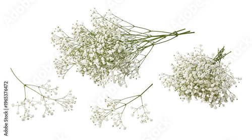 Quadro su tela Vibrant white baby's breath flowers in lush bunches, a detailed botanical photograph