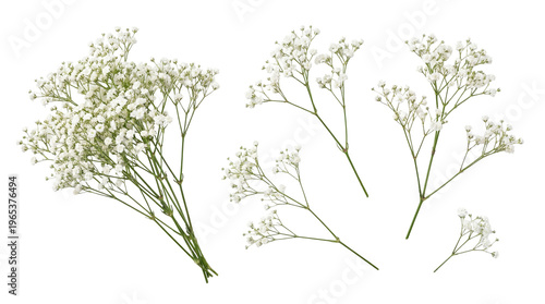 Foto Vibrant white baby's breath flower sprigs and bunches, a detailed botanical photograph