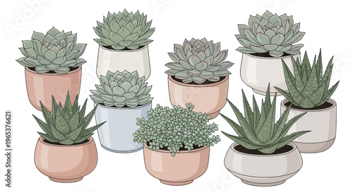 Assorted Succulent Plants in Modern Pots, Home Decor, Botanical Illustration
