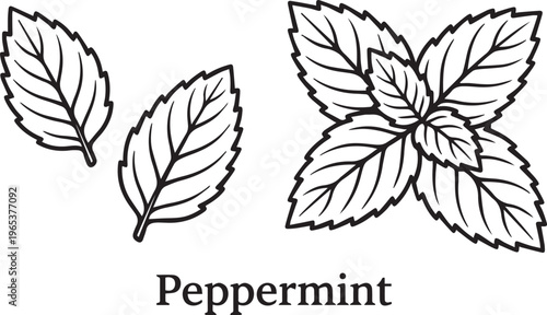 An illustration of peppermint leaves on a white background with the word Peppermint written below