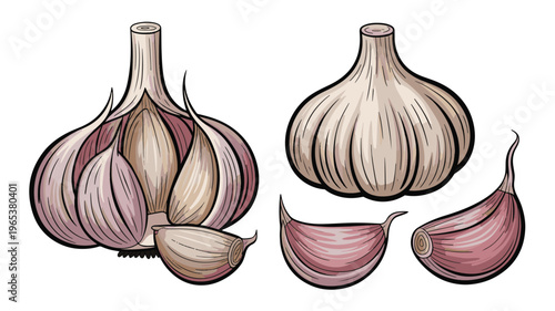Garlic bulbs and cloves color hand drawn vegetable ingredient illustration isolated on white