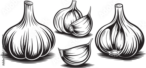 Garlic bulbs and cloves hand drawn vegetable ingredient sketch illustration isolated on white