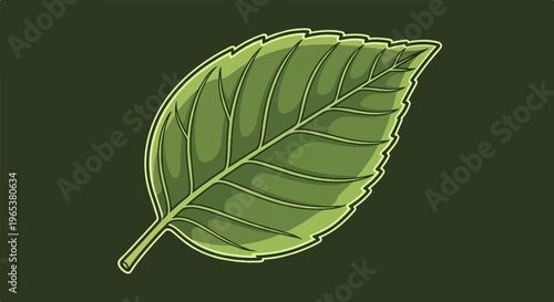 A single green leaf with detailed veins on a dark green background