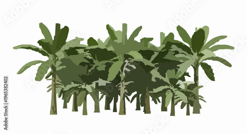 Tropical banana trees isolated on white background clipping path included