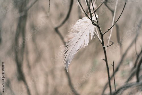 Obraz na plátně Soft white feather suspended on a dark twig within a textured, grainy woodland environment