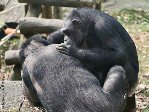 Two chimpanzees sharing companionship through grooming activities in protected natural enclosure