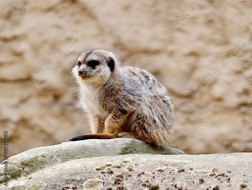 Fotografie Serene meerkat surveys surroundings patiently