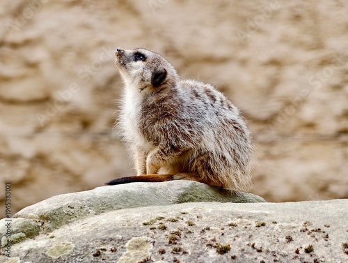 Foto Meerkat vigilant atop rocks