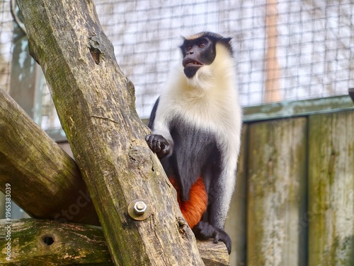 Photography Monkey on branch