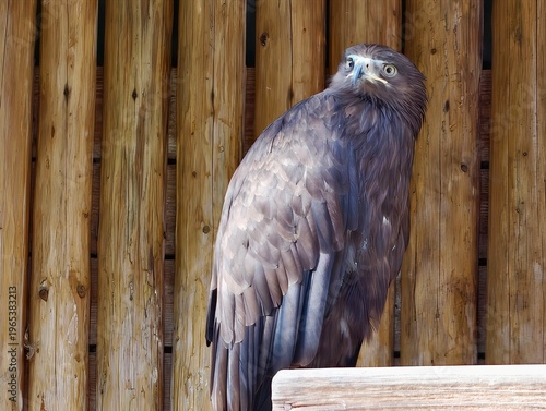 Serene hawk on rustic background. Calm and focused hawk rests silently among weathered barn planks