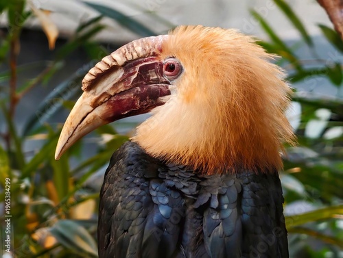 Obraz na plátně Colorful hornbill with striking features