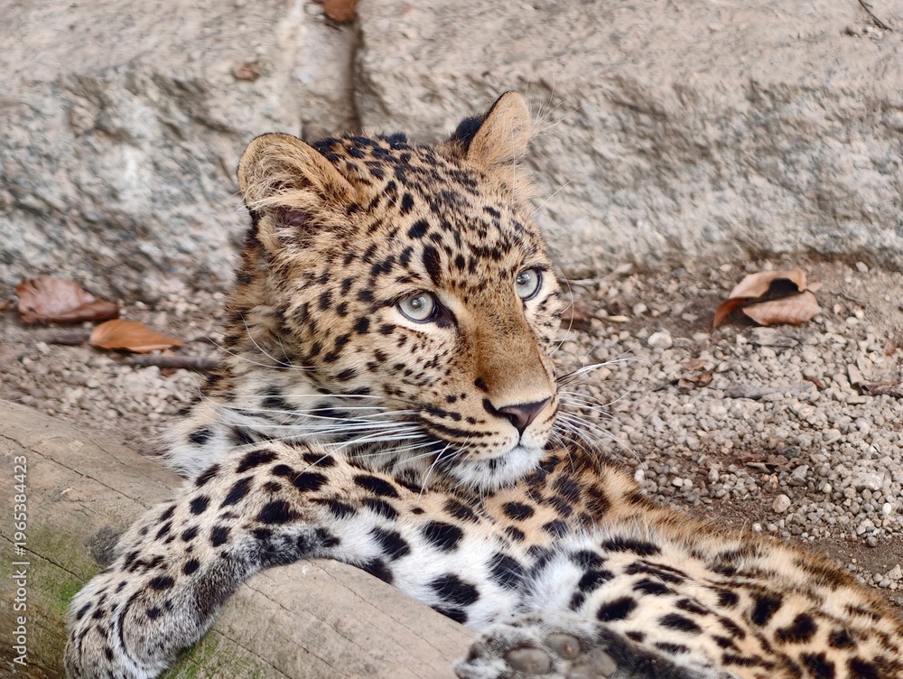 Fototapeta premium Peaceful wild feline is depicted lounging thoughtfully with distinct markings and keen awareness