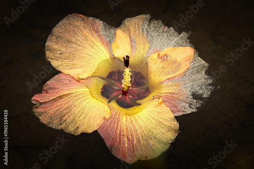 A beautiful coastal hibiscus tree flower that has fallen into water shows its subtle colors even as it begins to break down and deteriorate at Currumbin lake on the Gold Coast, Queensland, Australia.