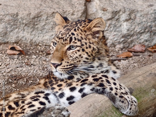 Obraz na płótnie Leopard resting quietly