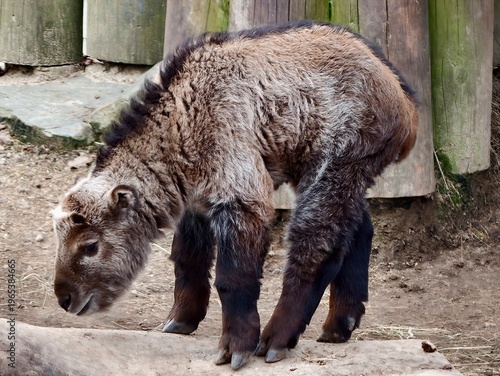 Konstfotografi Grounded bovine with lowered head and thick fur in rocky area symbolizes enduran
