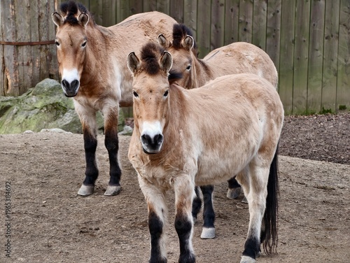 Foto Group of horses at reserve