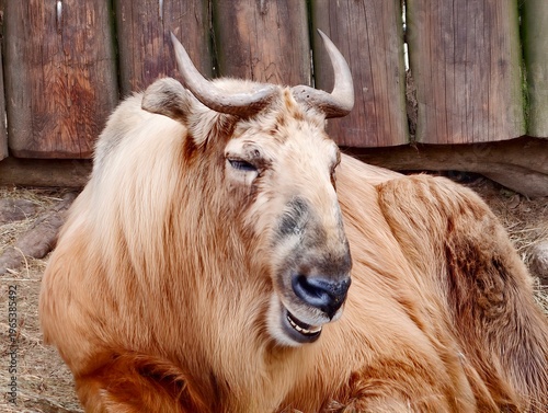 Foto Vivid animal depiction