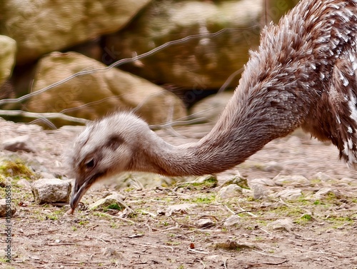 Rhea bird examining earth with keen focus. Detailed image of rhea with soil and textured feathers