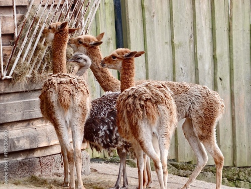 Fotografie Trio of young mouflons explore their surrounding rustic enclosure with curiosity